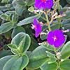 Tibouchina Multiflora 2
